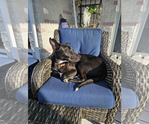 Medium Photo #11 Australian Kelpie-Unknown Mix Puppy For Sale in Rockaway, NJ, USA