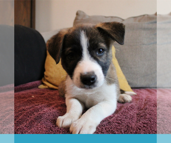 Medium Photo #2 Border-Aussie Puppy For Sale in CAMARILLO, CA, USA