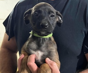 Belgian Malinois-Boxer Mix Puppy for sale in COLUMBUS, OH, USA