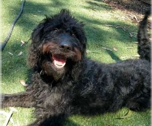 Labradoodle Dogs for adoption in LA MESA, CA, USA