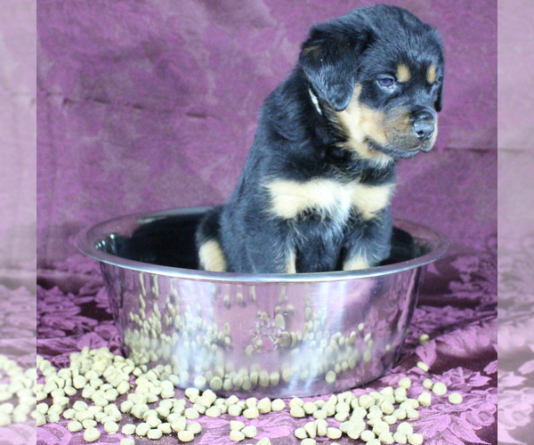 Medium Photo #16 Rottweiler Puppy For Sale in HEMINGWAY, SC, USA