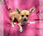 Small Chihuahua Mix