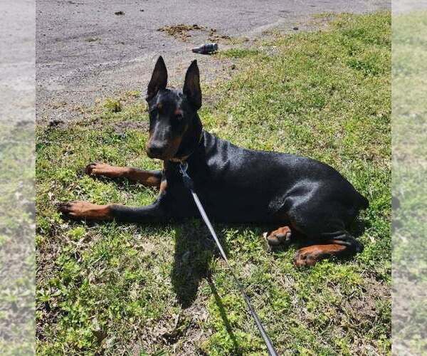 Medium Photo #56 Doberman Pinscher Puppy For Sale in FORT LAUDERDALE, FL, USA