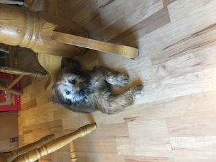 Soft Coated Wheaten Terrier Puppy for sale in IOWA CITY, IA, USA