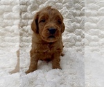 Small #1 Goldendoodle (Miniature)