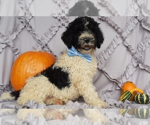 Bernedoodle Puppy for sale in LANCASTER, PA, USA