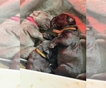 Small #6 Cane Corso