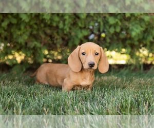 Dachshund Puppy for sale in NAPPANEE, IN, USA