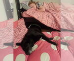 Small #1 Labrador Retriever Mix