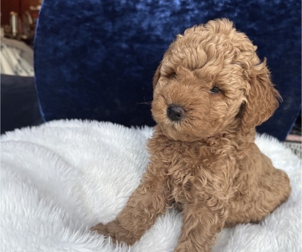 Medium Photo #5 Goldendoodle (Miniature) Puppy For Sale in SAN FERNANDO, CA, USA
