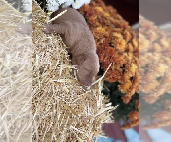 Medium Photo #30 Labrador Retriever Puppy For Sale in LEASBURG, MO, USA