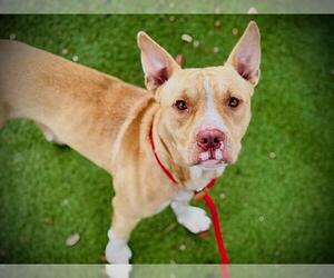 Mutt Dogs for adoption in Orlando, FL, USA
