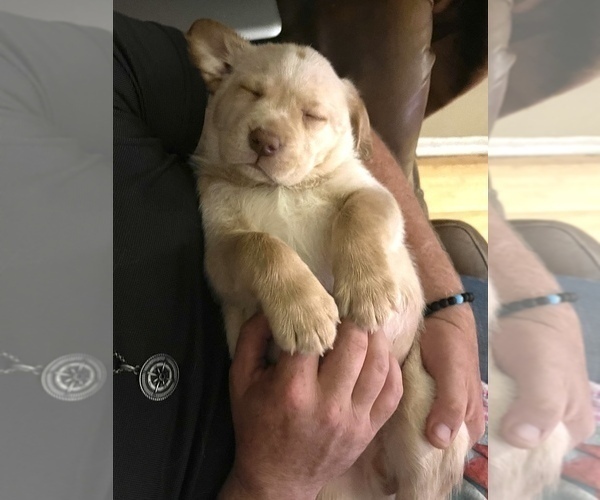 Medium Photo #2 Labrador Retriever Puppy For Sale in LEESBURG, GA, USA