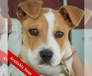 American Staffordshire Terrier-Boxer Mix Dogs for adoption in Huntley, IL, USA