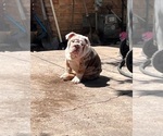 Small Photo #3 English Bulldog Puppy For Sale in SANTA ANA, CA, USA