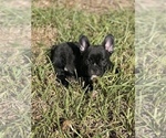 Small Photo #6 French Bulldog Puppy For Sale in MCALLEN, TX, USA