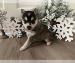 Small #1 Alaskan Klee Kai