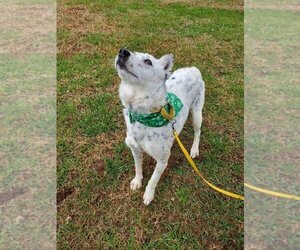 Mutt Dogs for adoption in Earl, NC, USA