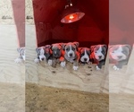 Small Photo #1 American Bully Puppy For Sale in RIVERSIDE, CA, USA