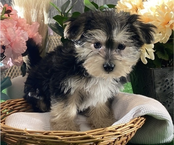 Medium Photo #4 Morkie Puppy For Sale in CANOGA, NY, USA