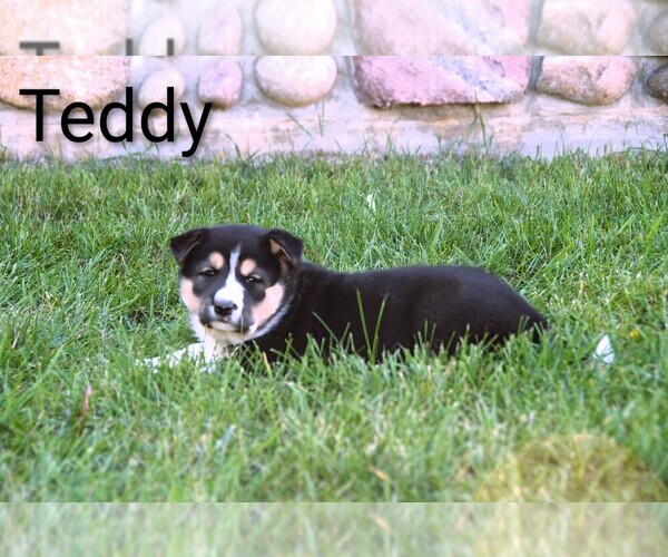Medium Photo #2 Border Collie-Shiba Inu Mix Puppy For Sale in CLARE, MI, USA