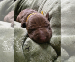 Puppy Puppy 4 German Shorthaired Weimaraner