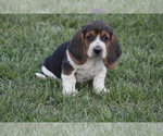 Small #2 Basset Hound