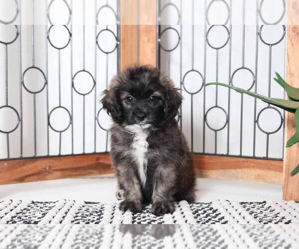 Medium Photo #4 Shih-Poo Puppy For Sale in NAPLES, FL, USA