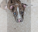 Puppy CashmanPuppy 1 American Bully
