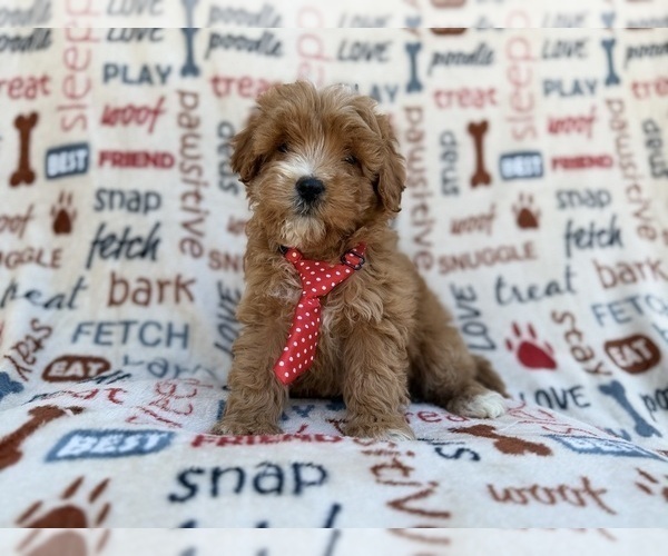 Medium Photo #1 Cavapoo (Miniature) Puppy For Sale in LAKELAND, FL, USA