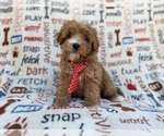 Small Cavapoo (Miniature)