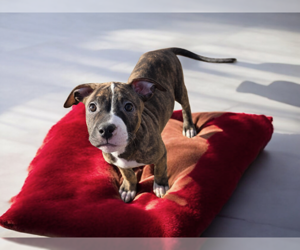 Medium Photo #1 American Pit Bull Terrier Puppy For Sale in MIDWAY, UT, USA