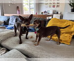 Small Photo #6 Chihuahua Puppy For Sale in St. Louis Park, MN, USA