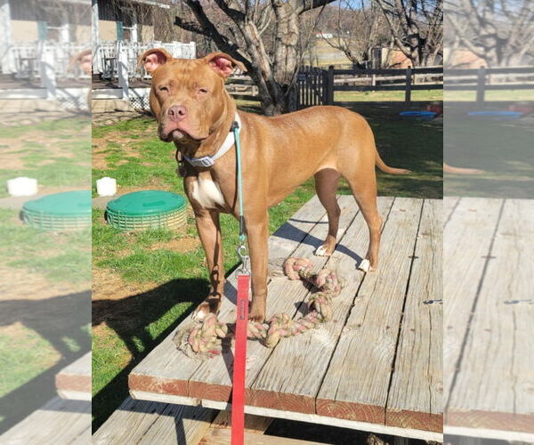Medium Photo #2 American Pit Bull Terrier Puppy For Sale in Rockville, MD, USA