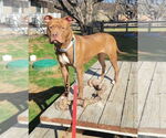 Small #1 American Pit Bull Terrier