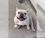 Small #2 French Bulldog