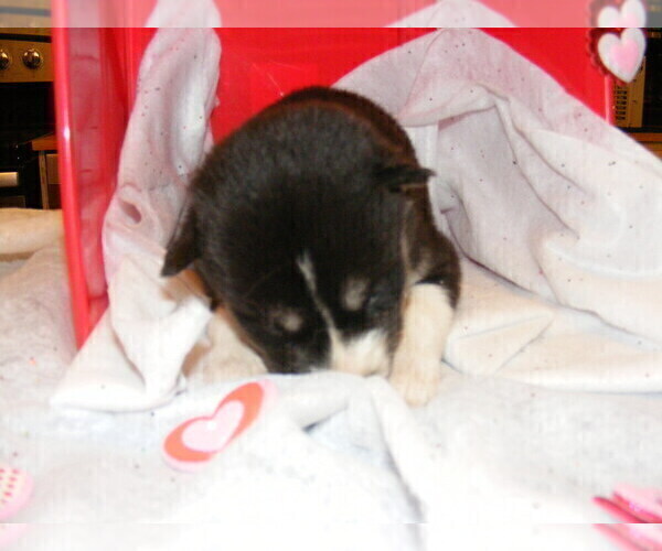 Medium Photo #3 Siberian Husky Puppy For Sale in TERRE HAUTE, IN, USA