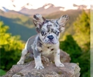 French Bulldog Puppy for sale in SEATTLE, WA, USA