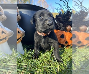 Labrador Retriever Puppy for Sale in NEOLA, West Virginia USA