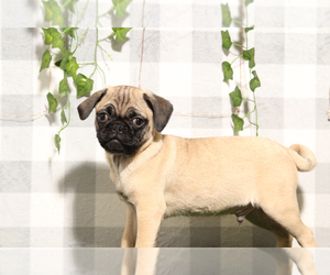 Pug Puppy for sale in MARIETTA, GA, USA