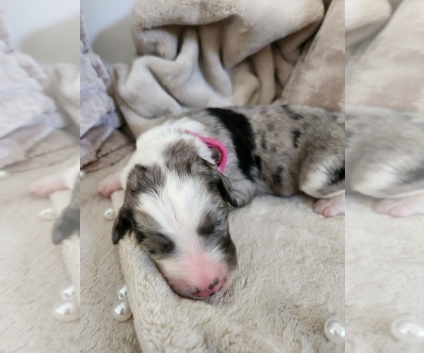 Medium Photo #39 Sheepadoodle Puppy For Sale in LEHI, UT, USA