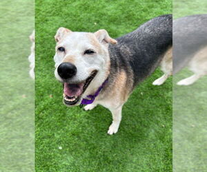 Sissy *Adopt* - Female Retriever -Unknown Mix Dog for Adoption - Photo #2