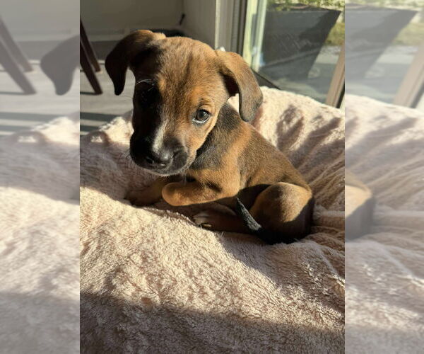 Medium Photo #3 Boxer-Unknown Mix Puppy For Sale in Tampa, FL, USA