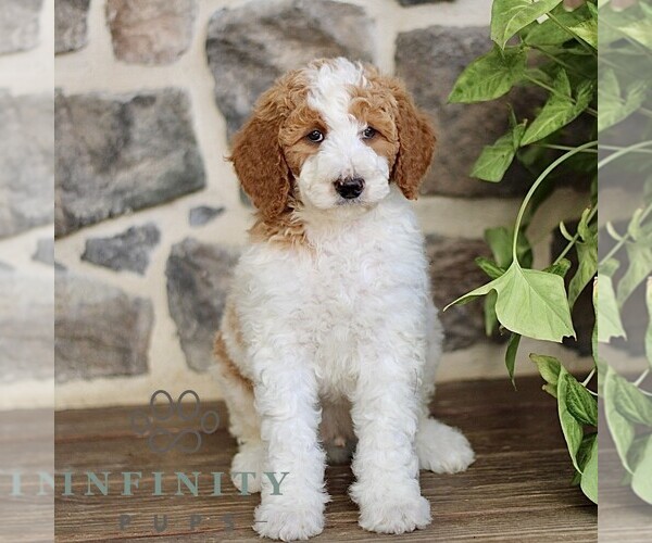 Medium Photo #4 Goldendoodle Puppy For Sale in RONKS, PA, USA