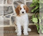 Small #3 Goldendoodle