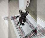 Penny aka Precious - Female Chihuahua-Labrador Retriever Mix Dog for Adoption - Small photo