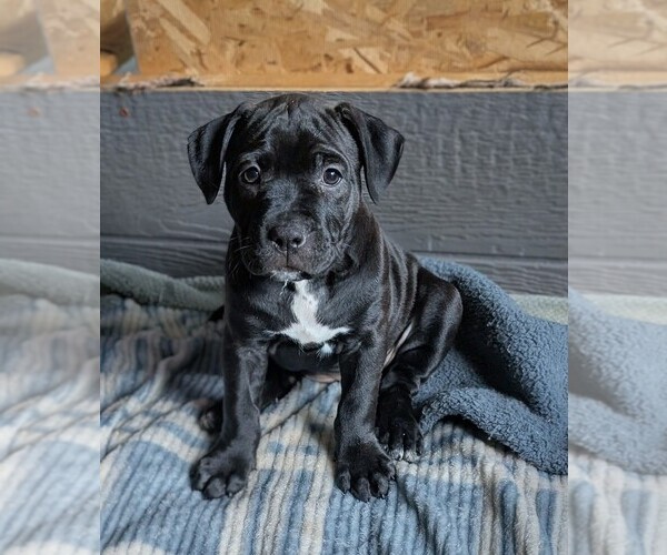 Medium Photo #3 American Pit Bull Terrier Puppy For Sale in SPTBG, SC, USA