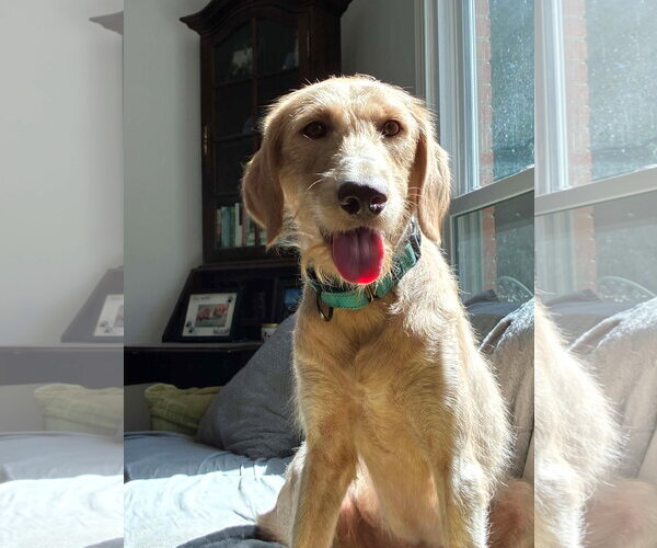 Medium Photo #1 Labradoodle Puppy For Sale in Arlington, VA, USA