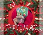 Small Photo #21 French Bulldog Puppy For Sale in MCKINLEYVILLE, CA, USA