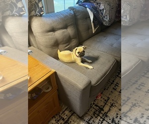 Frenchie Pug-Pug Mix Puppy for sale in BUTLER, PA, USA
